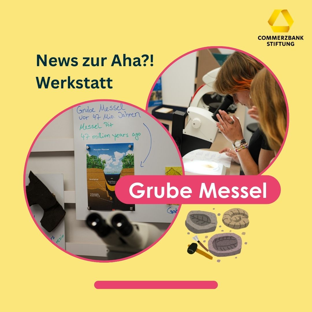 Die Grube Messel spielt eine zentrale Rolle für die Forschung und natürlich insbesondere für das Senckenberg Naturmuseum. 🏛️ Die von uns gemeinsam mit anderen Stiftungen geförderte Aha?! Forschungswerkstatt bietet dazu jetzt eine Vielzahl neuer interaktiver Mitmachmöglichkeiten. 🙌 <br />
<br />
Besucher*innen können sich unter anderem auf 47 Millionen Jahre alte Fossilien freuen. 🦕 <br />
Zudem erzählt das Aha?!-Team Spannendes über die Bedeutung der Grube Messel als Fossillagerstätte sowie über die Forschungsarbeiten von Senckenberg. 🧫🔍<br />
Auch neue Zeichen- und Malutensilien wurden entwickelt 🖌️, ebenso wie ein abwechslungsreiches Rahmenprogramm. 😊 <br />
<br />
Wer auf dem Laufenden bleiben möchte, sollte Senckenberg und der AHA! Forschungswerkstatt auf Social Media folgen. 😉<br />
➡️ https://www.instagram.com/senckenbergworld/<br />
➡️ https://de-de.facebook.com/SenckenbergWorld<br />
➡️ https://www.tiktok.com/@senckenbergworld<br />
<br />
Mehr zum Förderprojekt findet ihr hier ➡️ https://commerzbank-stiftung.de/aktuelle-foerderungen/kultur/senckenberg-museum<br />
<br />
Und hier kommt ihr zur Webseite von Senckenberg ➡️ http://www.senckenberg.de/<br />
<br />
Foto: ©ElisaGrehl<br />
<br />
#CommerzbankStiftung #Teilhabe #Transformation #FördernschafftZukunft #Commerzbank #Kultur